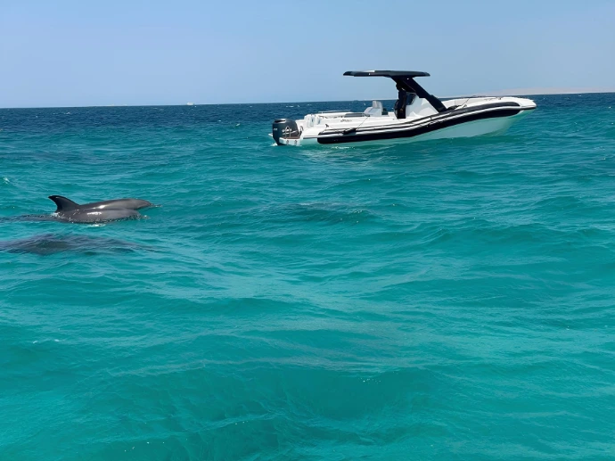 freediving with dolphins in Hurghada 